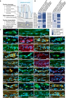 Spatial gene expression profile of Wnt-signaling components in the murine enteric nervous system